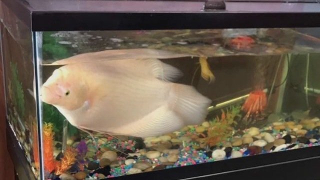 fish freshwater dragon www