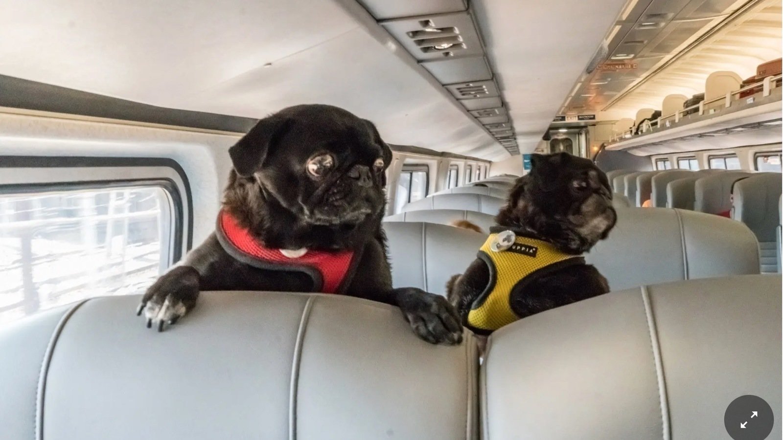 Petition · DB fixedprice ticket for pets! Germany ·