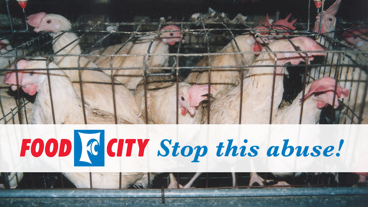 Petition · Please Eliminate Cages From Your Egg Supply Chain Abingdon