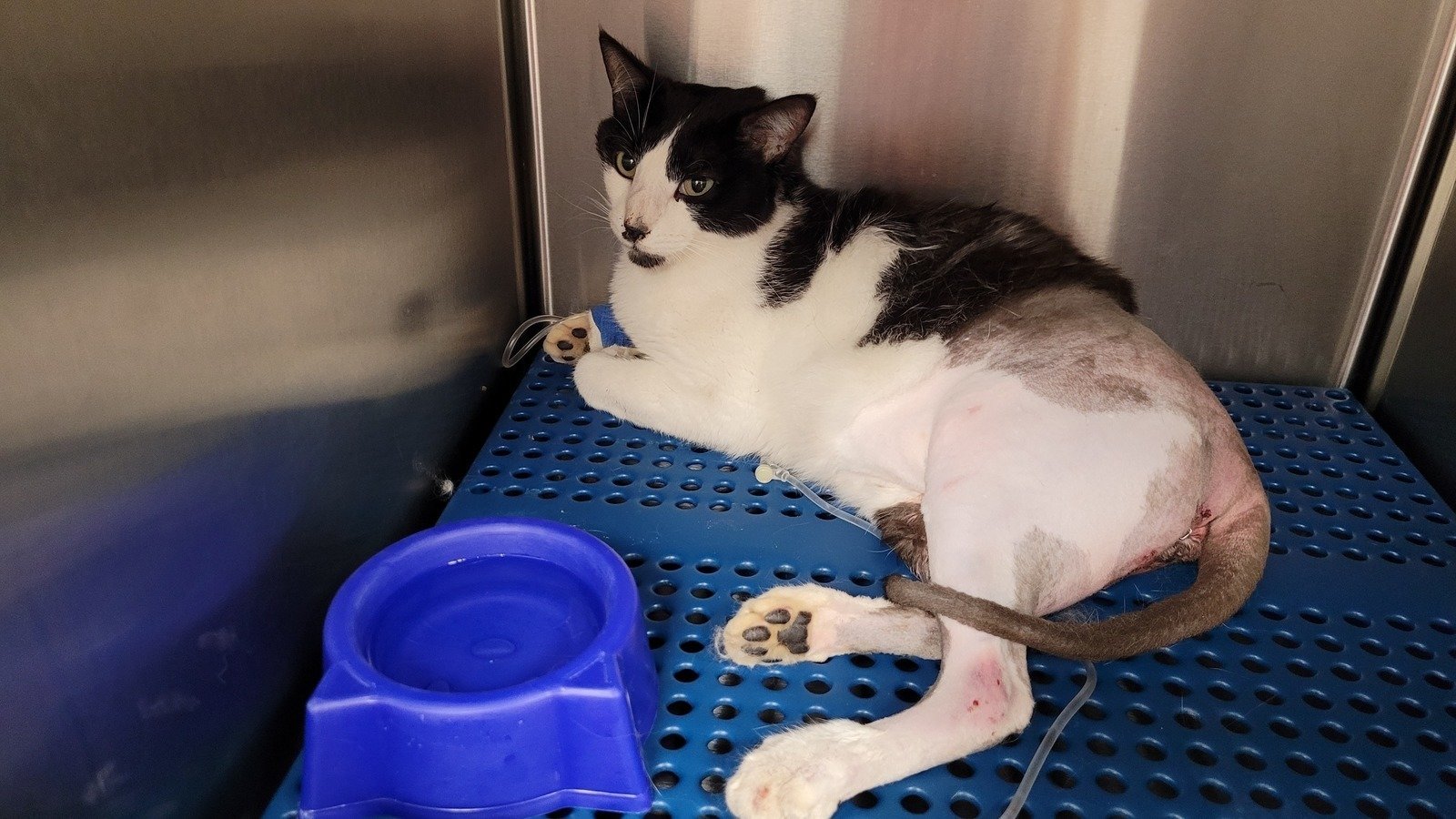 Pétition · Aidez mon chat percuté par une voiture France ·