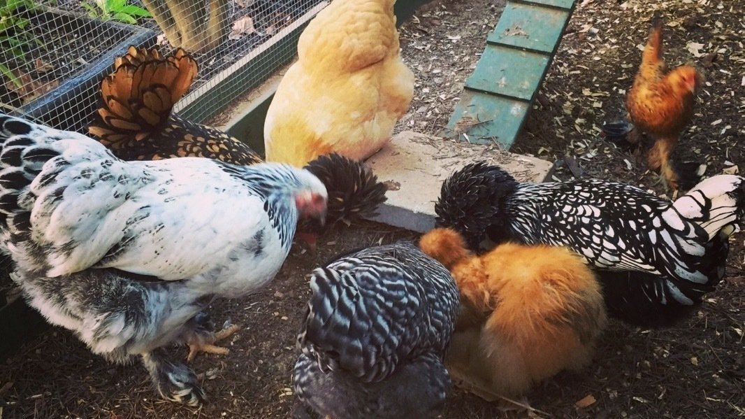 Petition · Chicken Ordinance Limon Colorado United States ·