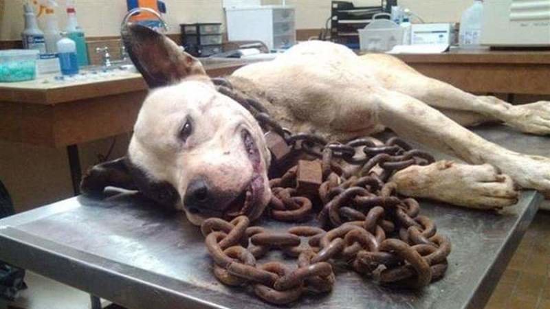 Petition · Mayor Teresa Tomlinson : Unchained dogs in ... fuel water separator filter 