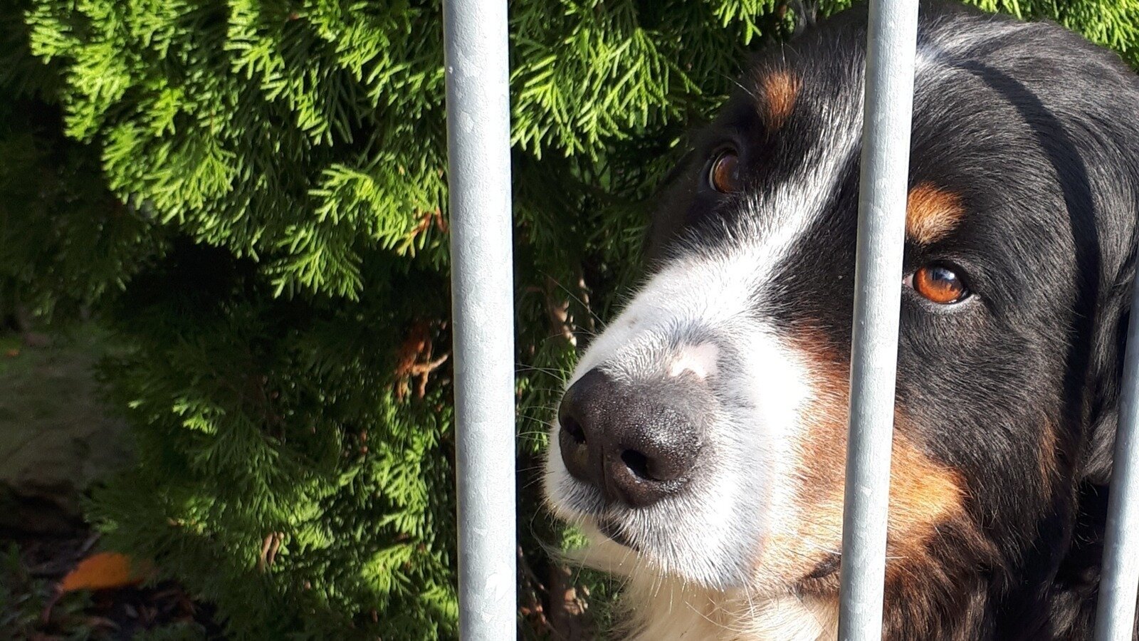 Petition · Hundeführerschein für verantwortungsvolle Hundehaltung