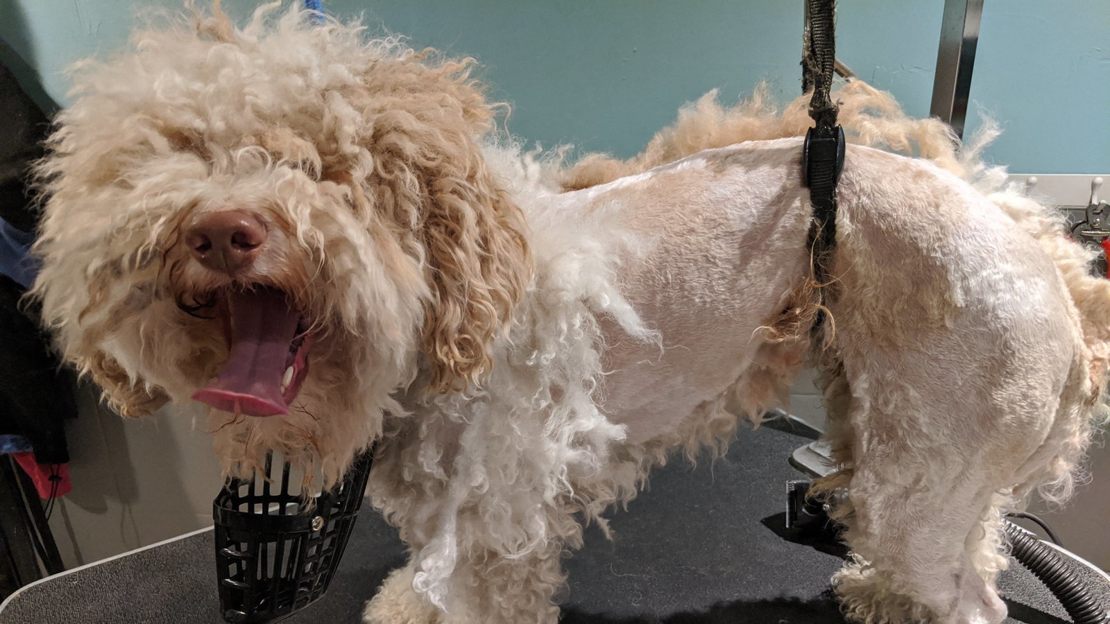 Petition · Let Dog Grooming be considered essential ·