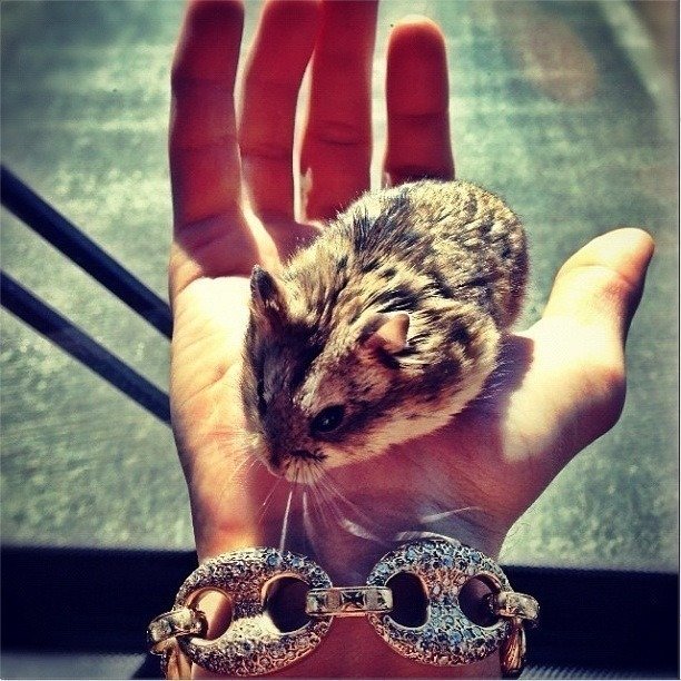Petition · Legalising hamsters in Australia Australia ·