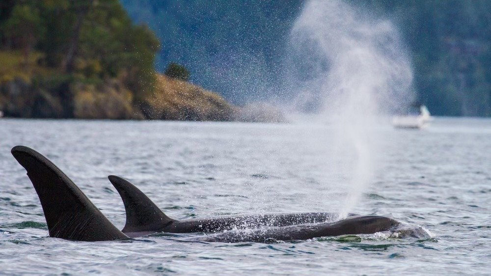 Petition · Save Southern Resident Orcas & Wild Salmon by removing the 4 ...
