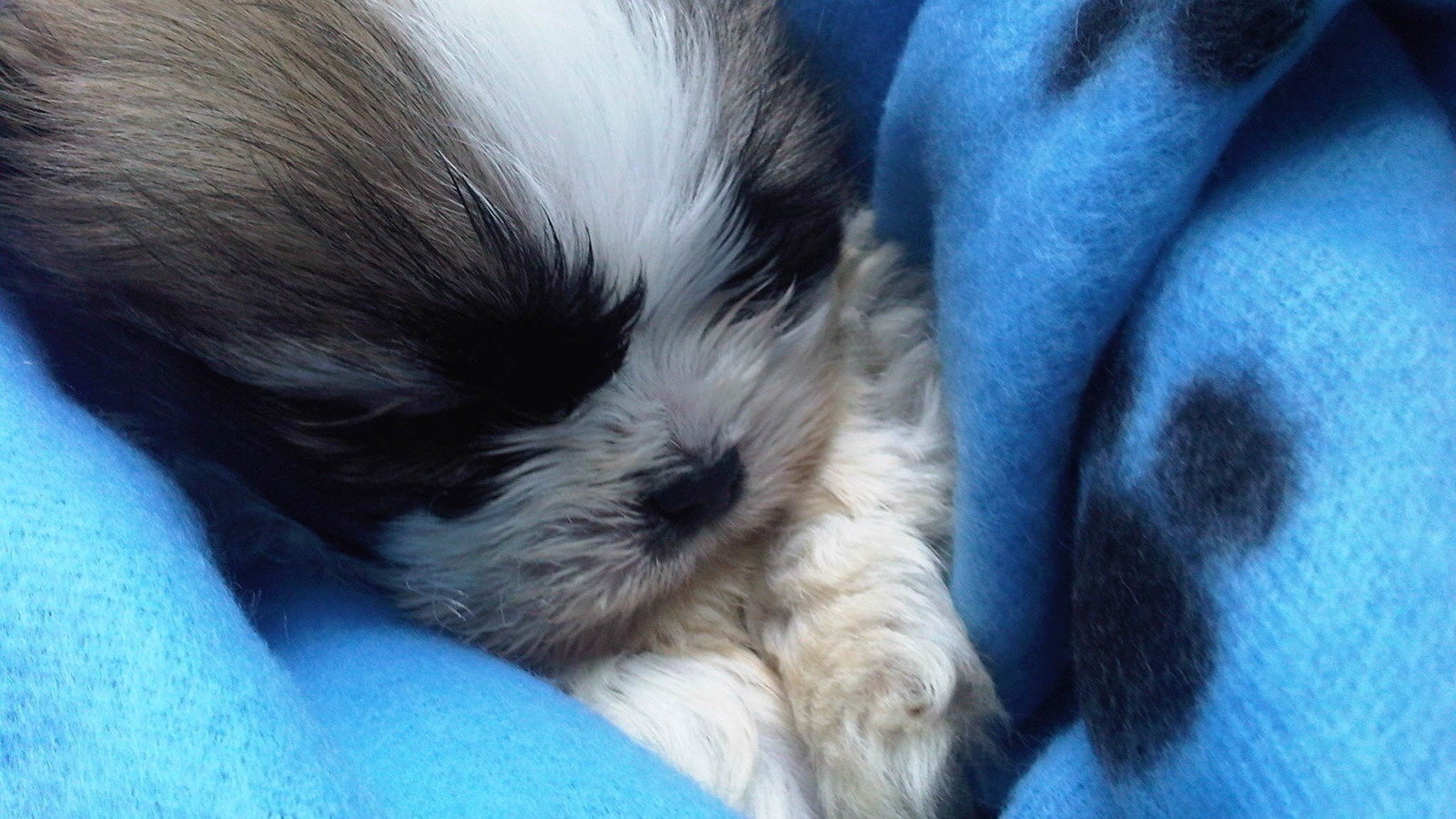 Petition · Review of dog breeding laws in the UK United Kingdom