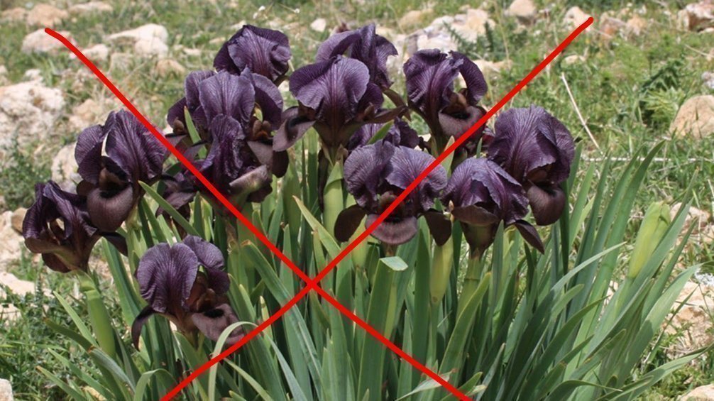 Petition · Make Revon the National Flower of Jordan ·