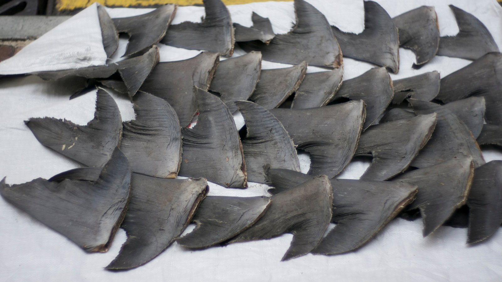 Petition · Ban the Sale of Shark Fins - United Kingdom · Change.org