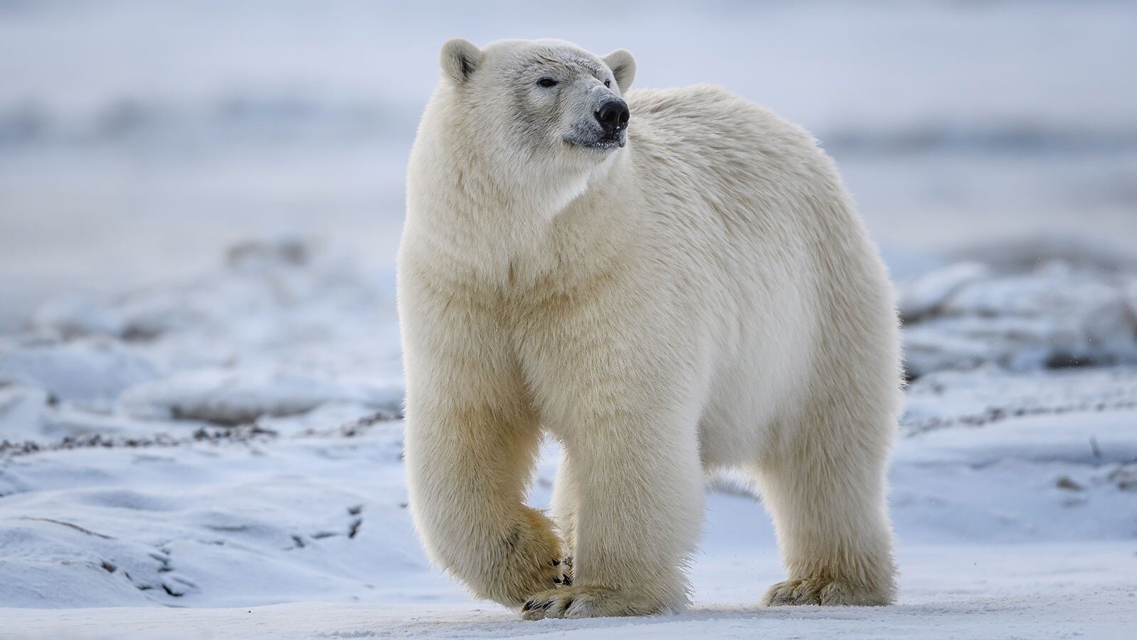Petition · Save Polar Bears India ·