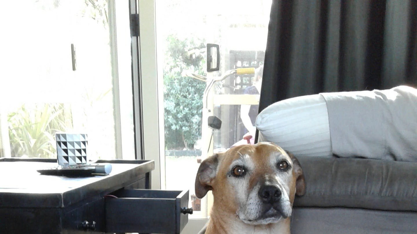 Petition · DOG REGISTRATION FEE Whangarei let's bark