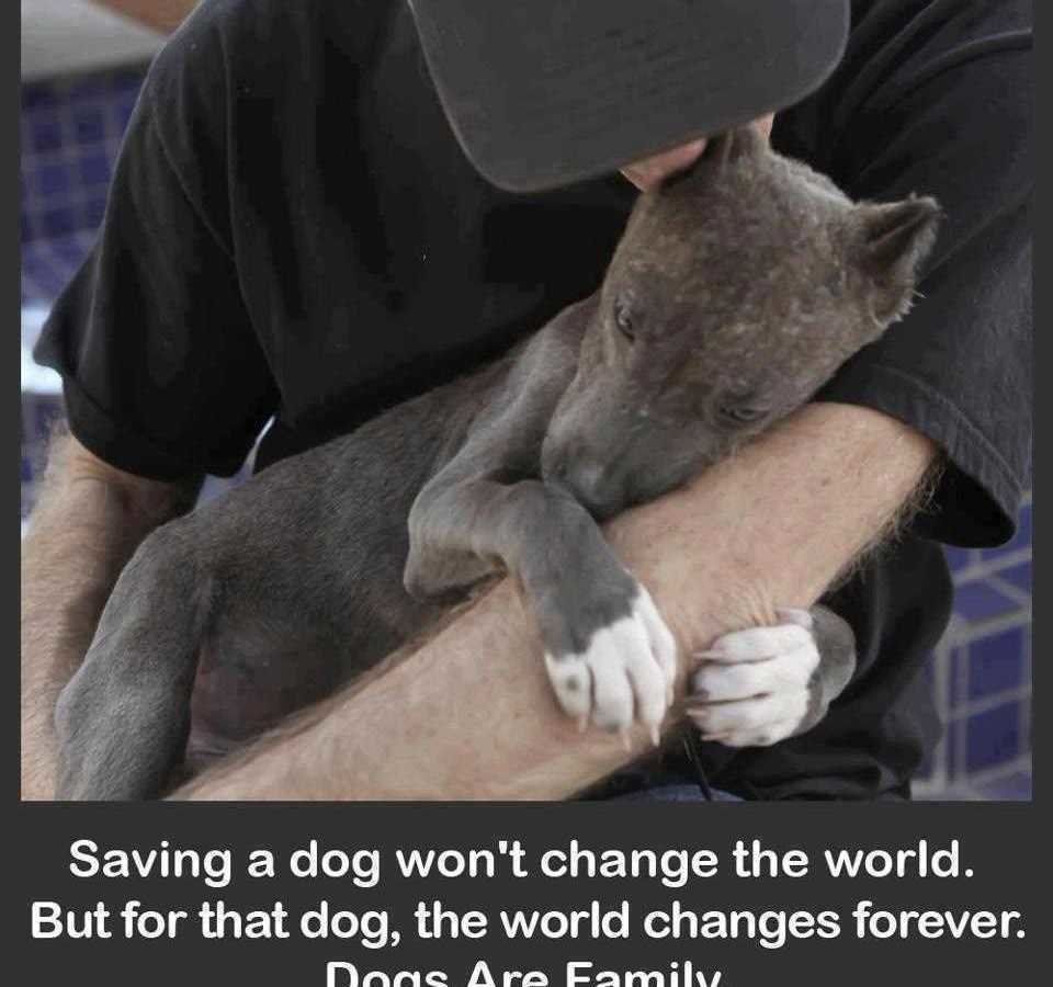 Petition · Ban all puppy mills and the selling of animals to/from pet stores ·