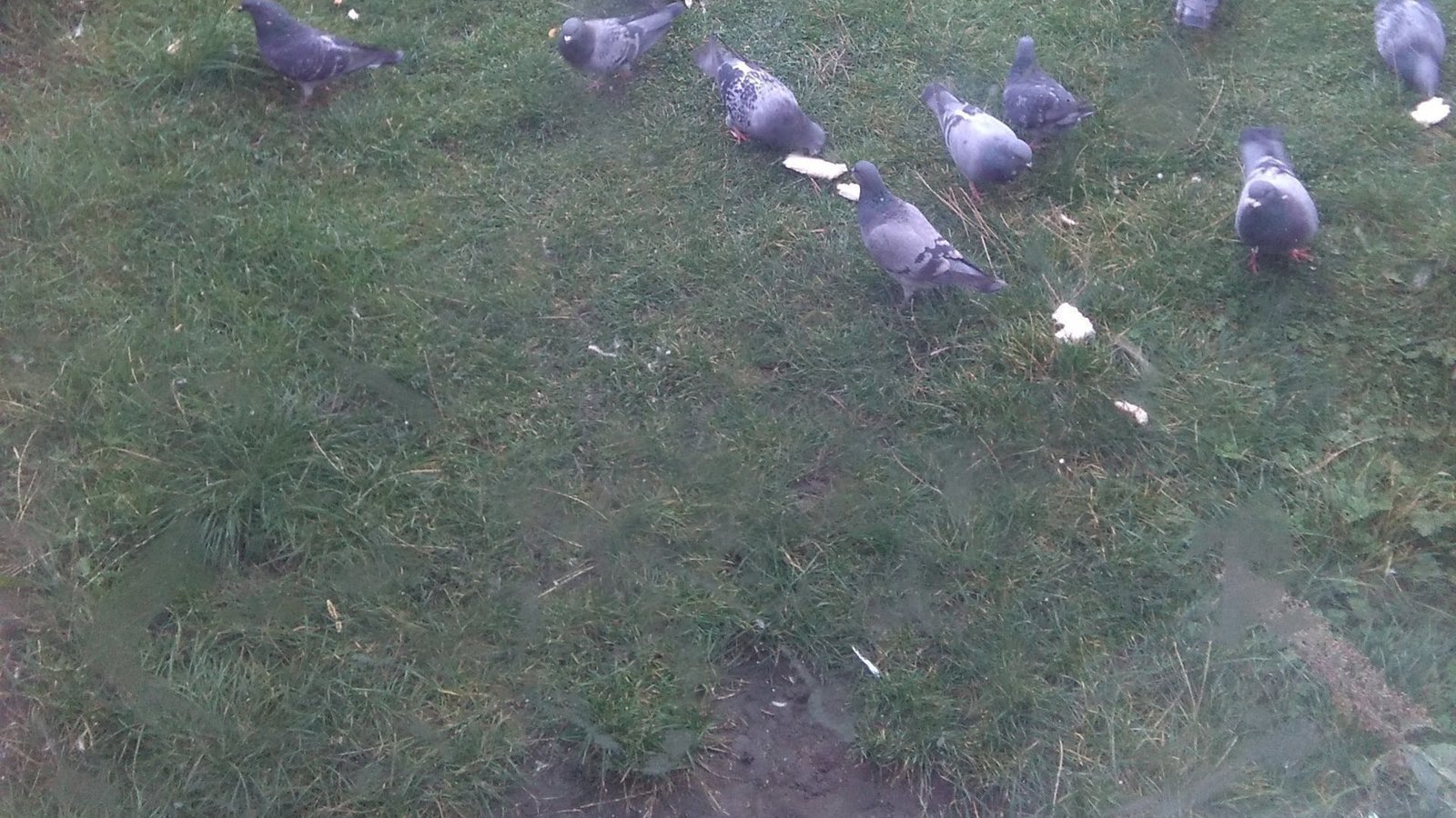 Petition Make Pigeon Feeding Allowed In Waltham Forest And The