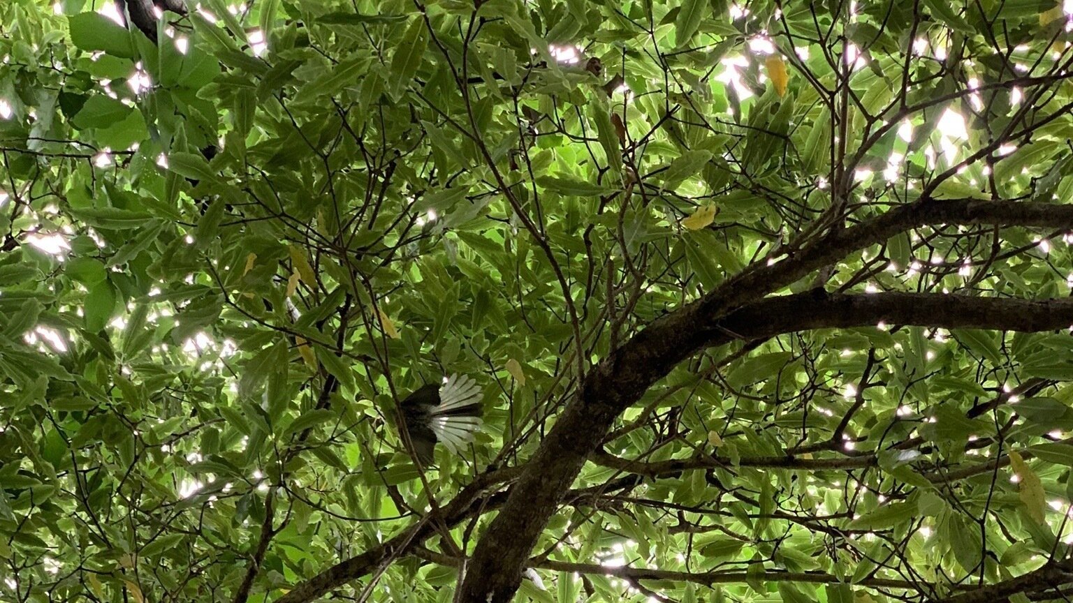 Petition · Recognize Water Cremation under the 1973 Cremation Regulations in Aotearoa NZ New