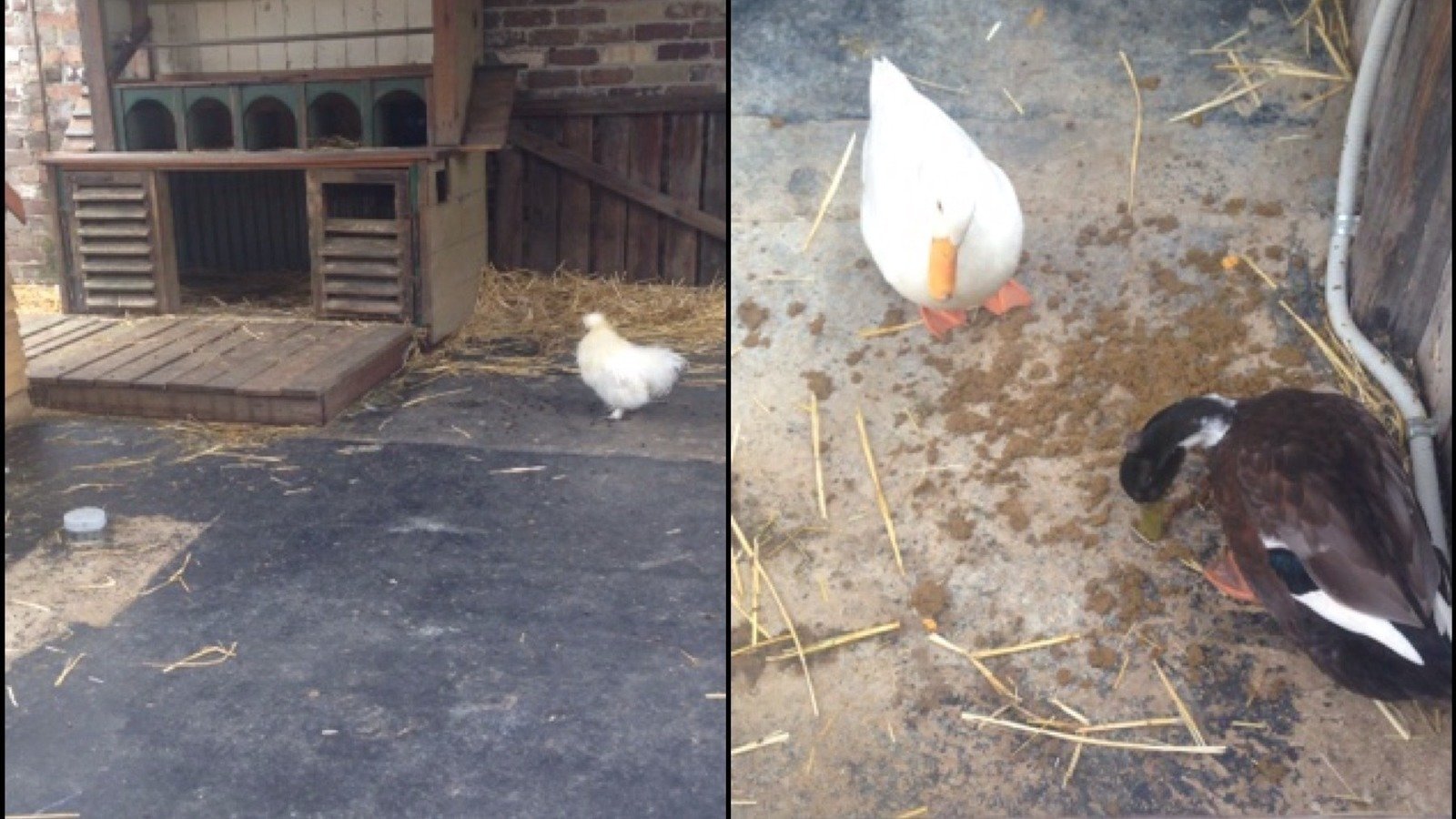 Petition · Provide the ducks with water to bathe/float in & provide the