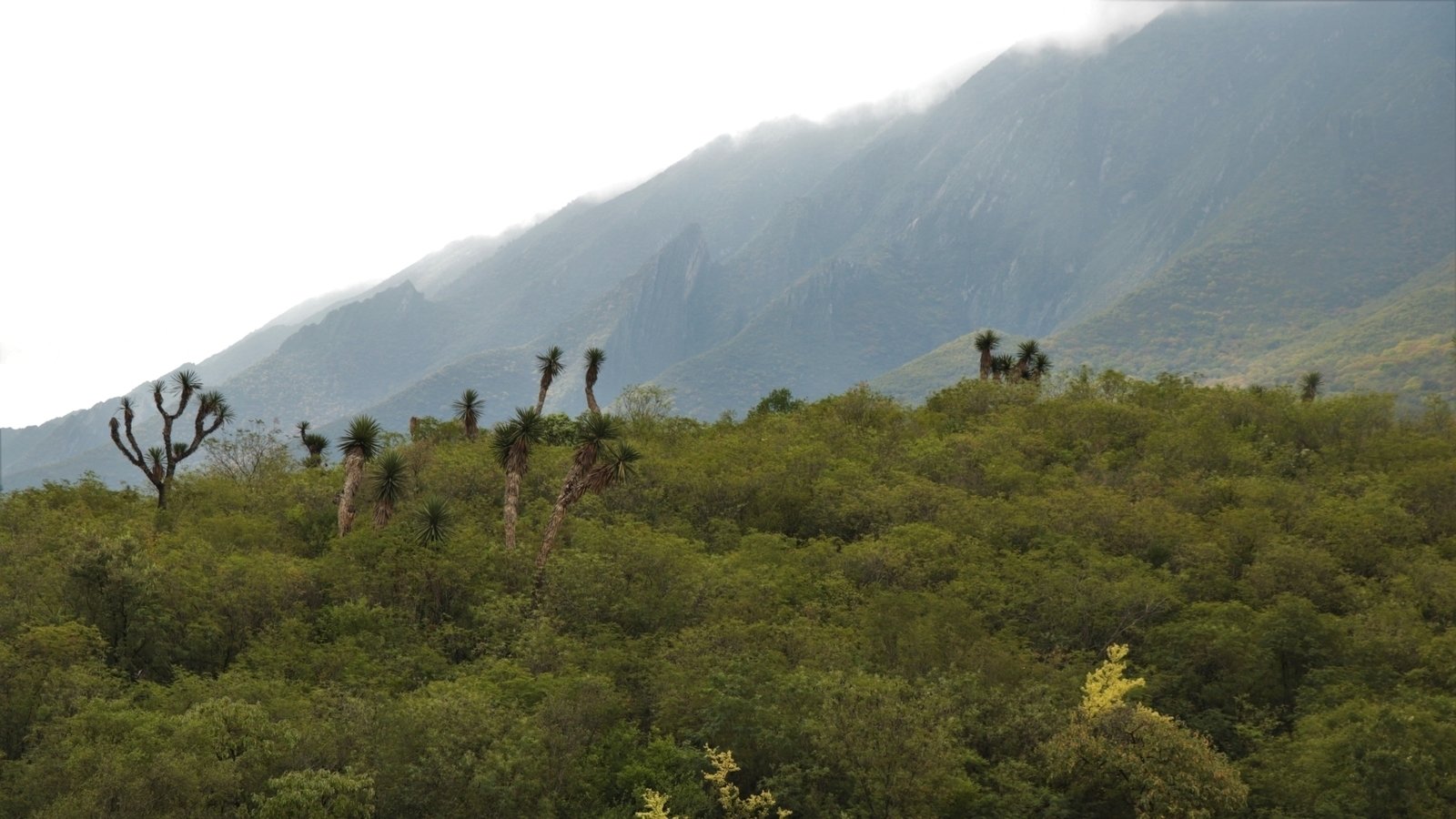 Petición · Creación de Zona de Conservación Ecológica, zona cumbres