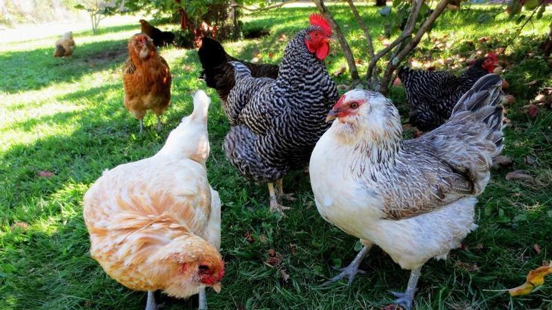 Slikovni rezultat za hens and roosters in parliament