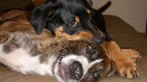 german pinscher craigslist