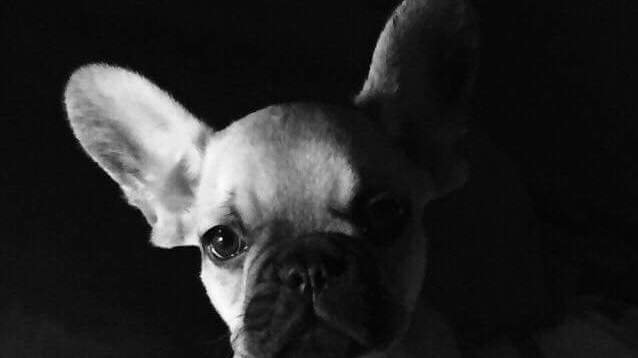 puppy experience day