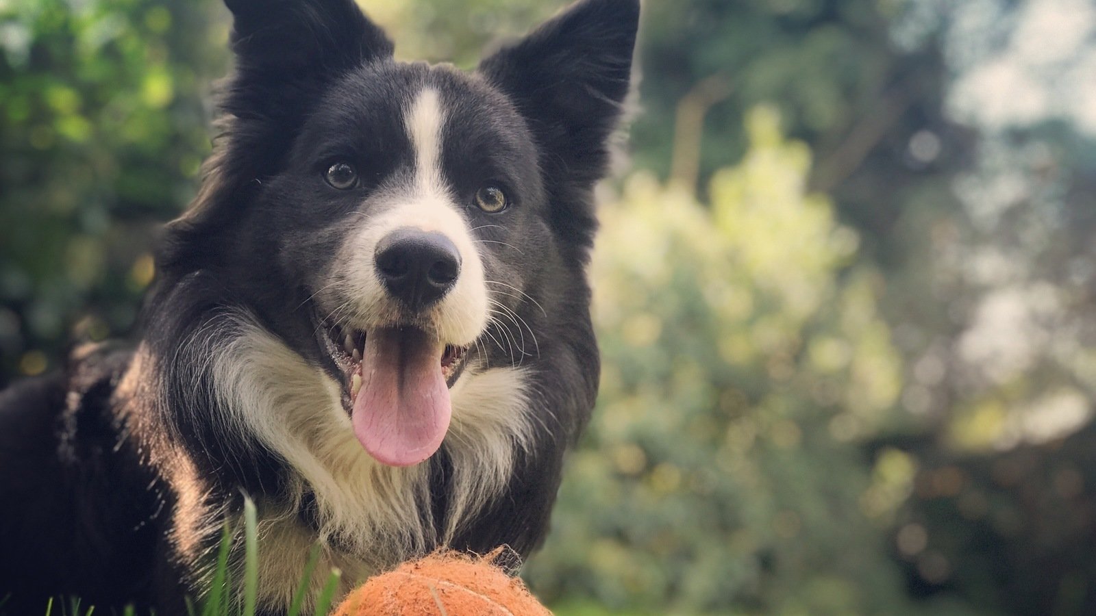 Petition · Light up Lilydale Dog Park. Australia ·