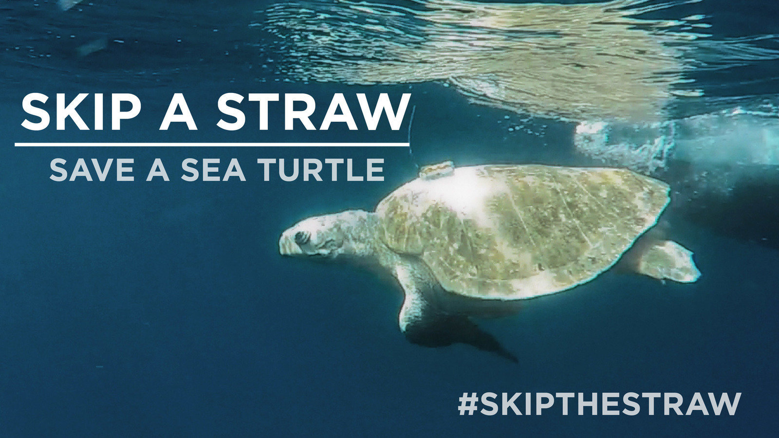 Petition · SAVE THE SEA TURTLES!!! Ban singleuse plastic in schools across the nation