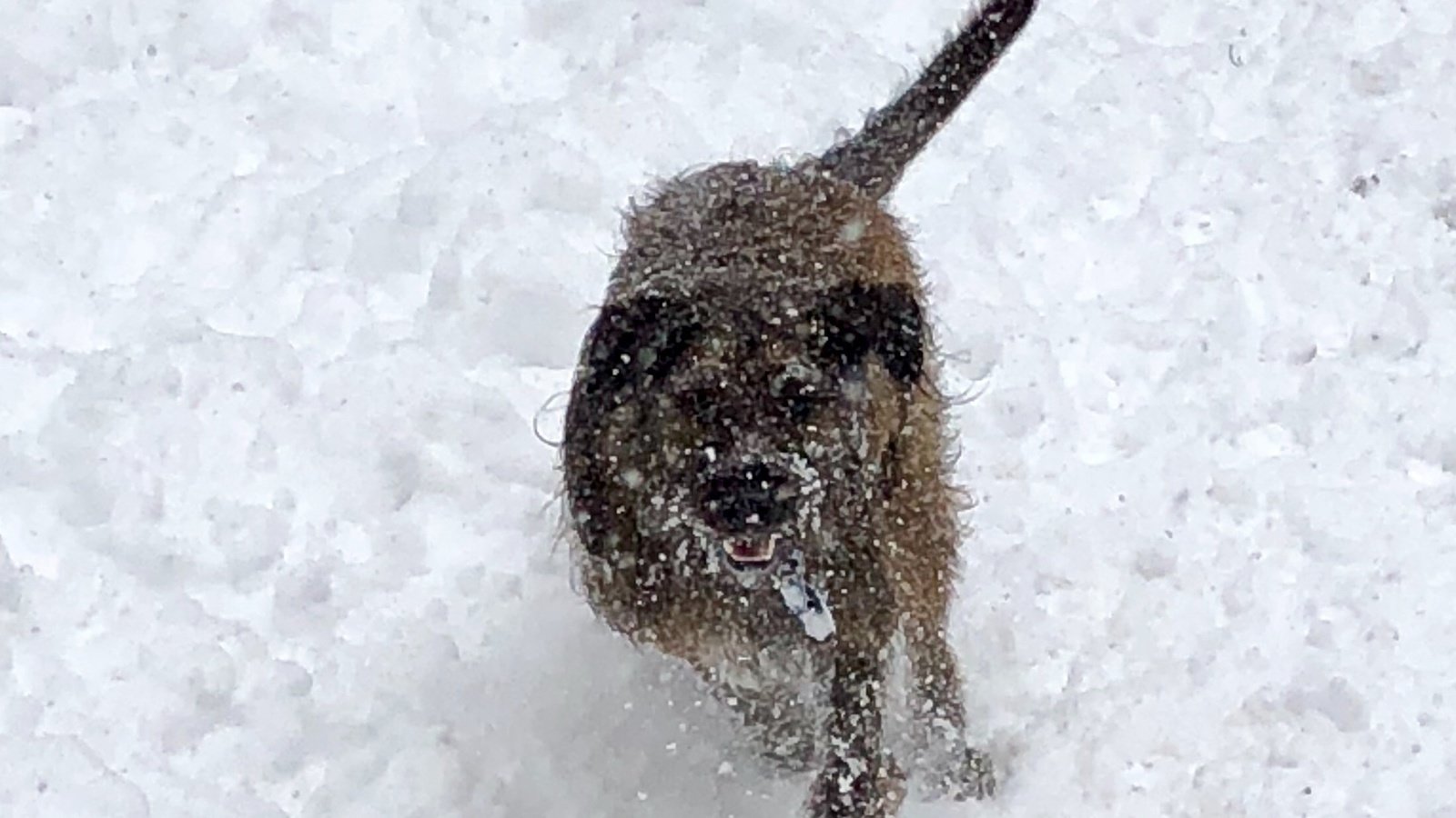 Petition · Make Boston use only Animal safe rock salt ·