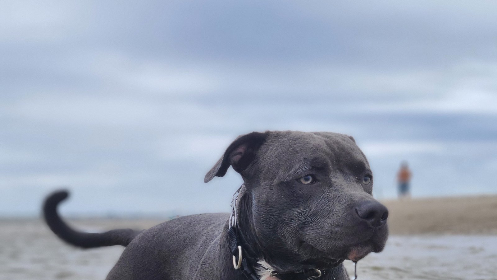 Petition · Plumb Beach to allow dogs off the leash United States