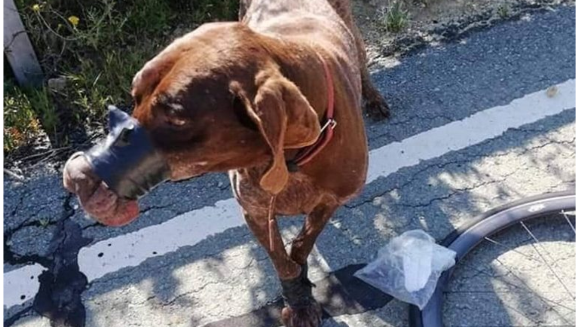 Petition · Cyprus, stop importing dogs, and hold the hunting