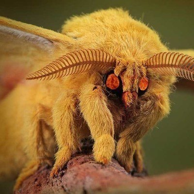 ChangeOrg profile picture for @moth