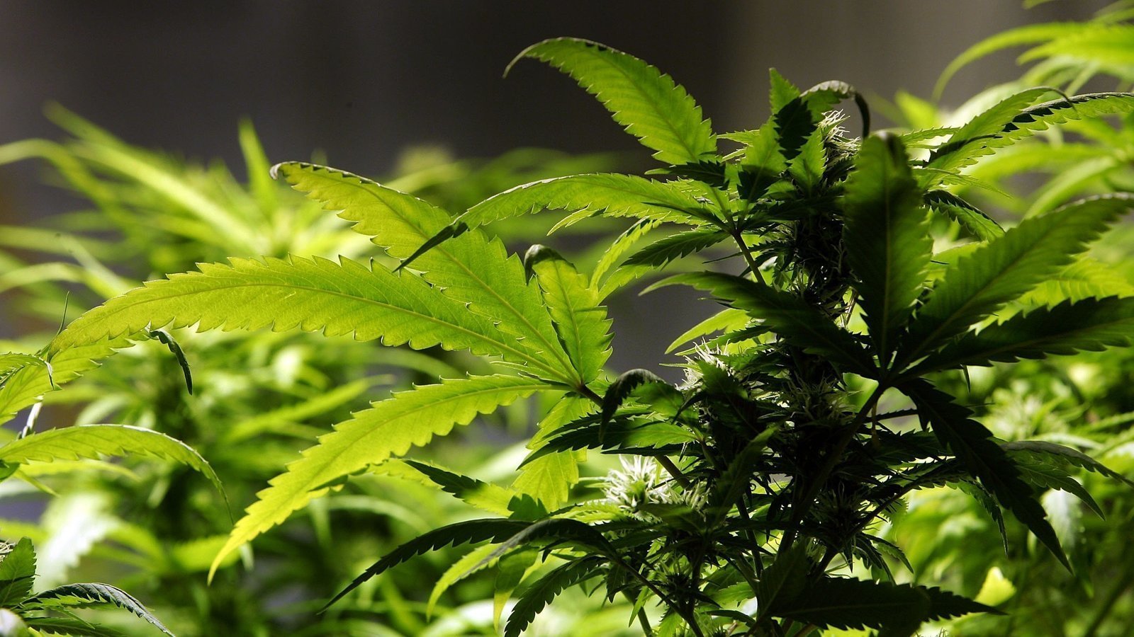 Petition Raise Total Thc Limit To 1 For Type A Hemp And 3 For Type B Change Org