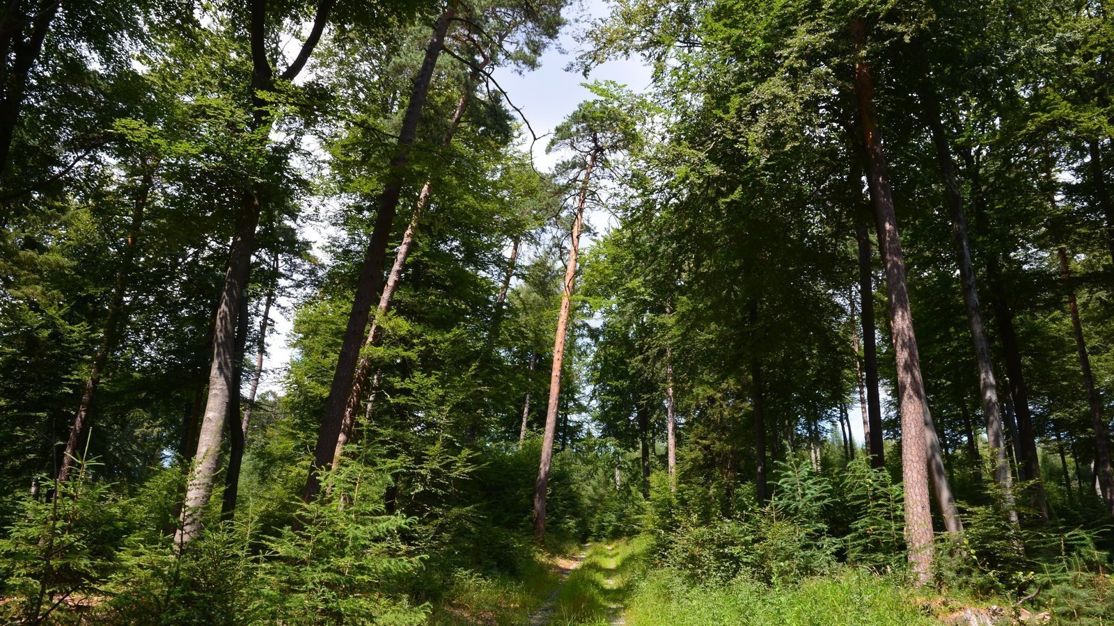 Petition · Keine Windkraftanlagen im gesunden, naturnahen Otterberger