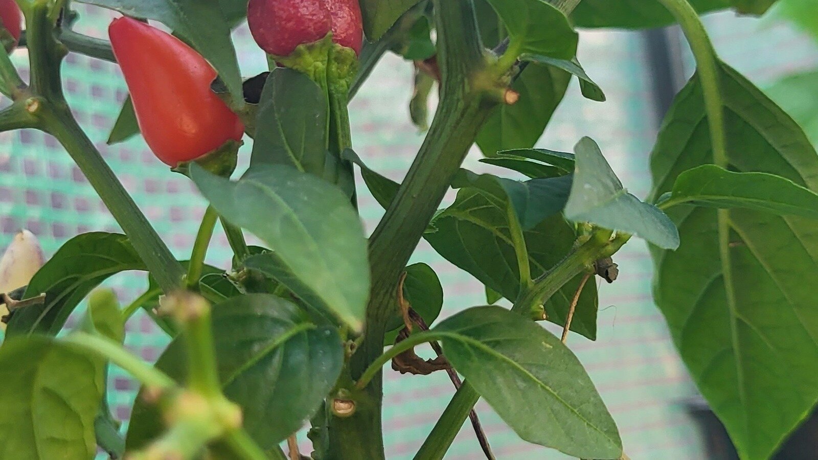 Petition · Grant Sprouts Farmers Market Employees the Right to Unionize and Review Arbitration