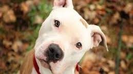 Petition · Stop the pit bull ban - United States · Change