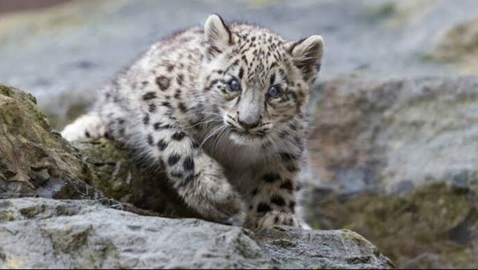 Petition · Snow Leopards must be saved - United States · Change.org