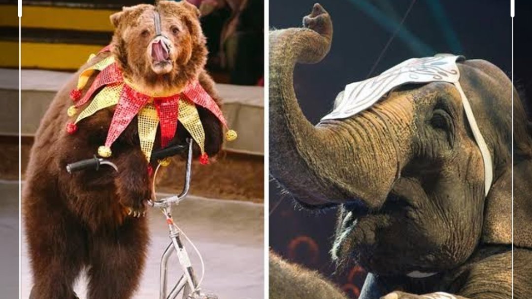 Petition · Ban animal circuses ·