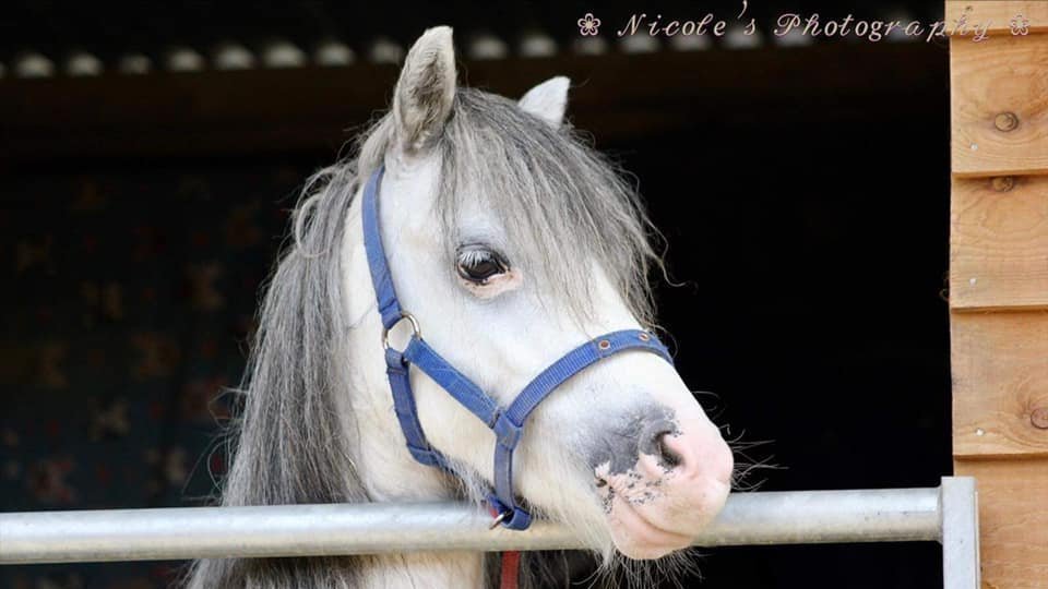 Petition · Help save Kilmarnock Animal Rescue from eviction United