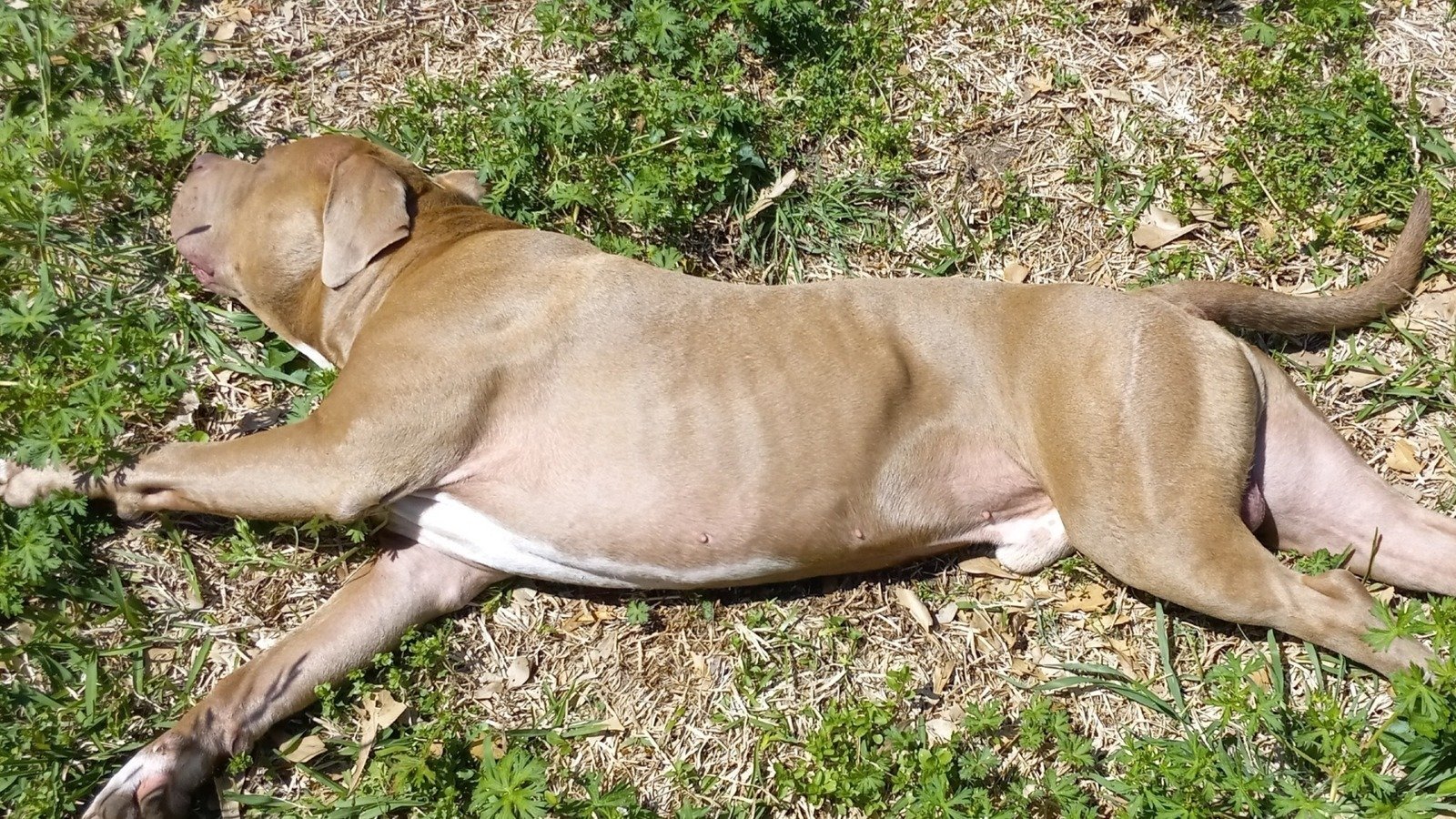 Petition · Allow Pit Bulls breeds in Dierks United States ·