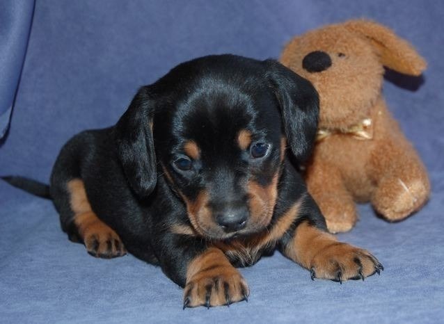 debbies dachshund puppies
