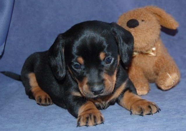 selling puppies online