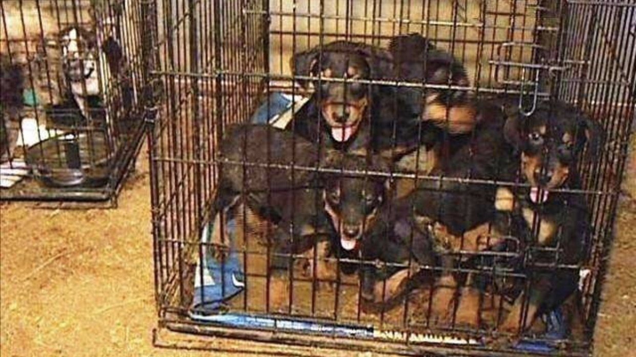 Petition · Ban the selling of all animals, licensed or unlicensed on