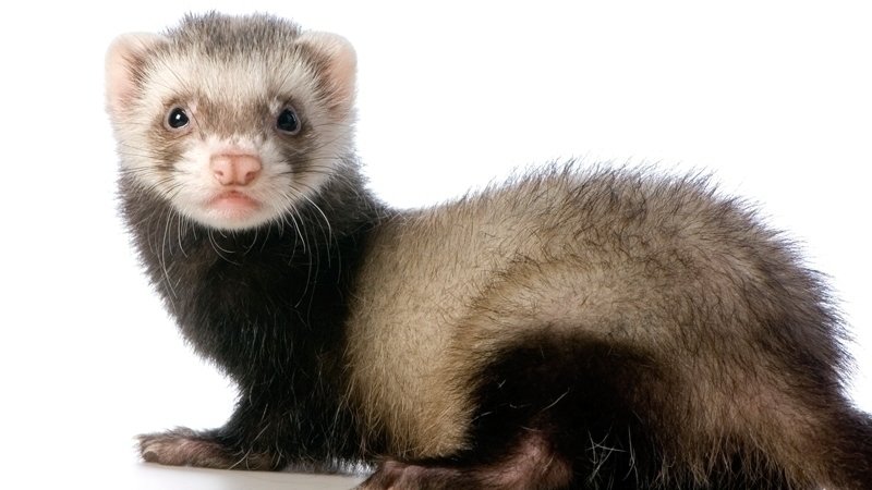 Petition · my mom Let me get a ferret · Petition · my mom Let me get a ferret ·