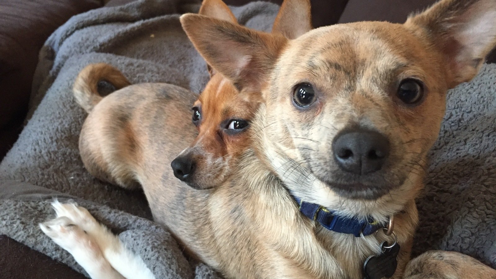 Petition · Help us keep our dogs in their loving home ·