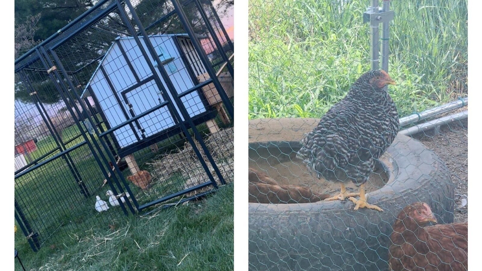 Petition · Allow the Keeping of Chickens in Residential Zoning Areas of