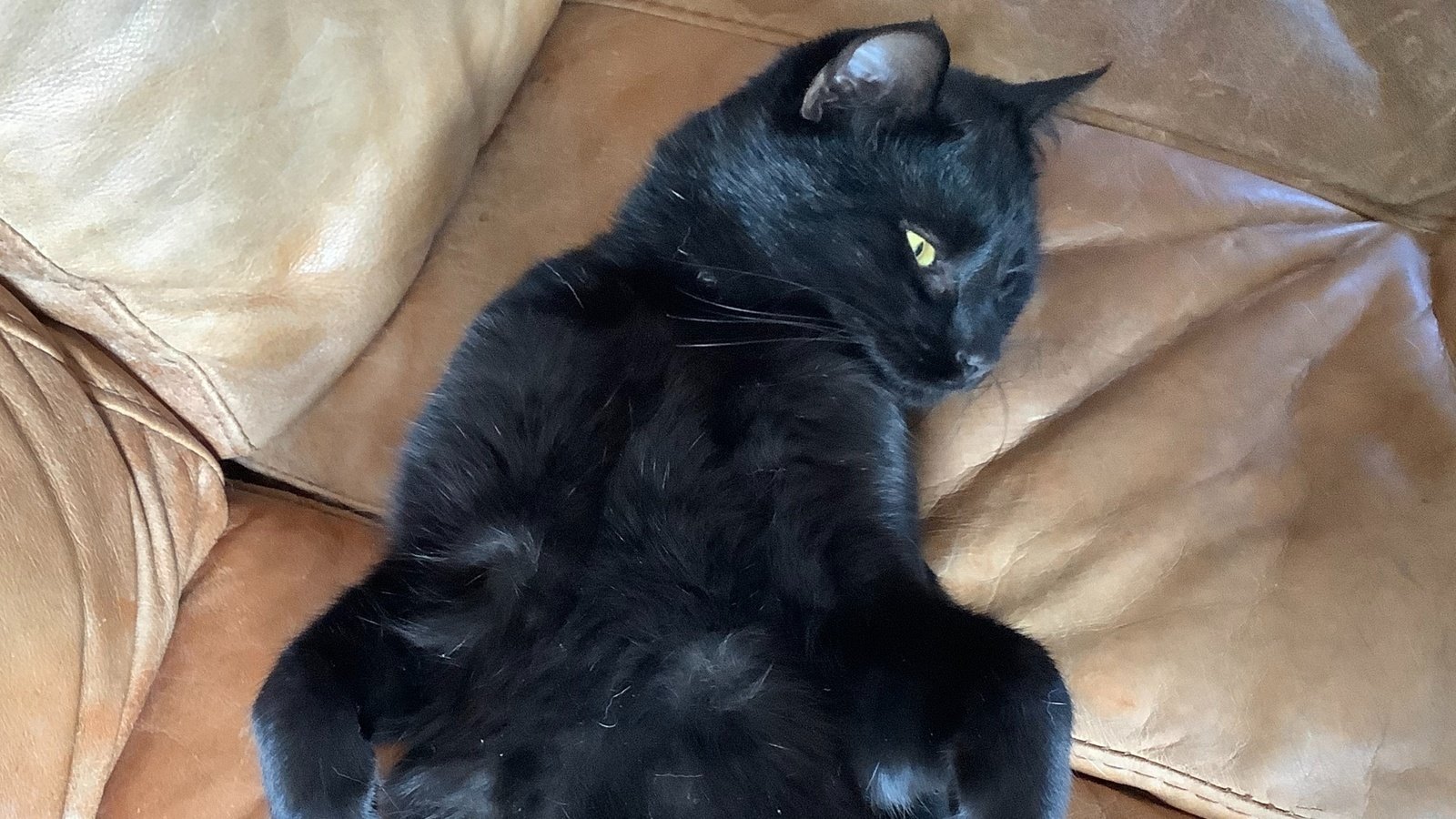 Petition · Make it illegal to hit a cat with a car and keep driving