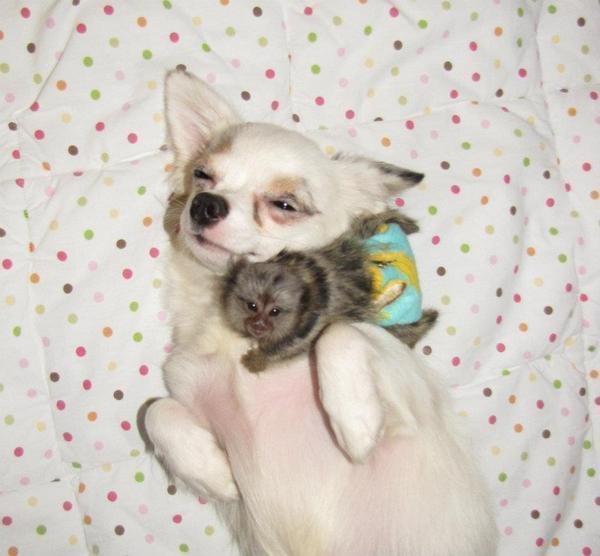 Petition · Stop the banning of Exotic Animals and Breed Specific