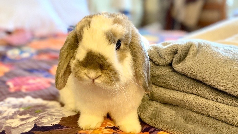 Petition · Approve RHDV2 Vaccine for Rabbits in Massachusetts United