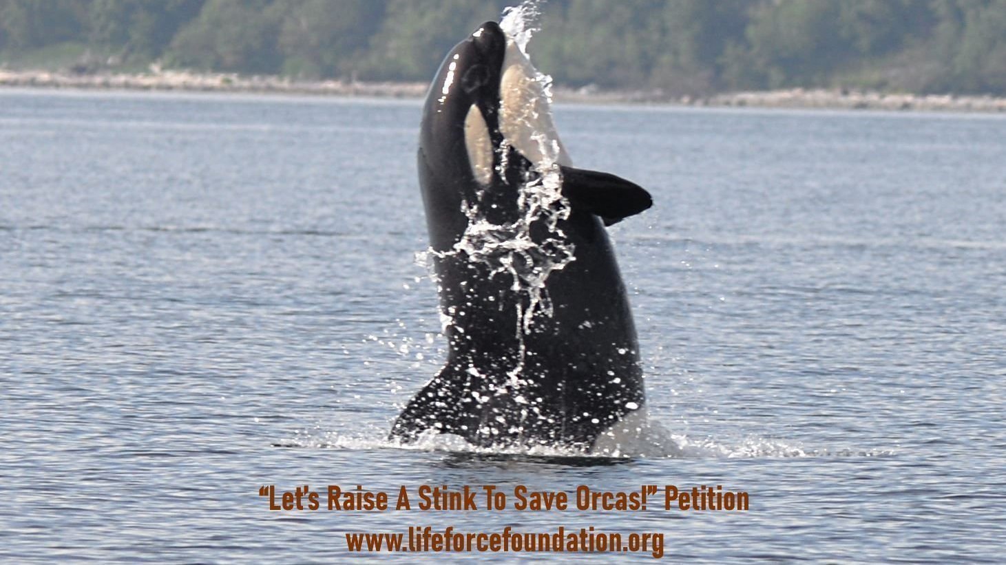 Petition · Save the Orca Families! A Major Issue of Our Times: Making ...