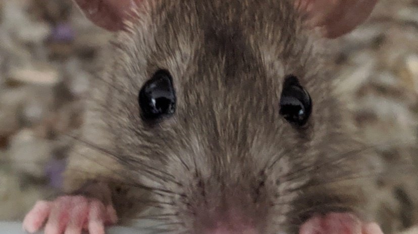 Petition · help annie get a rat