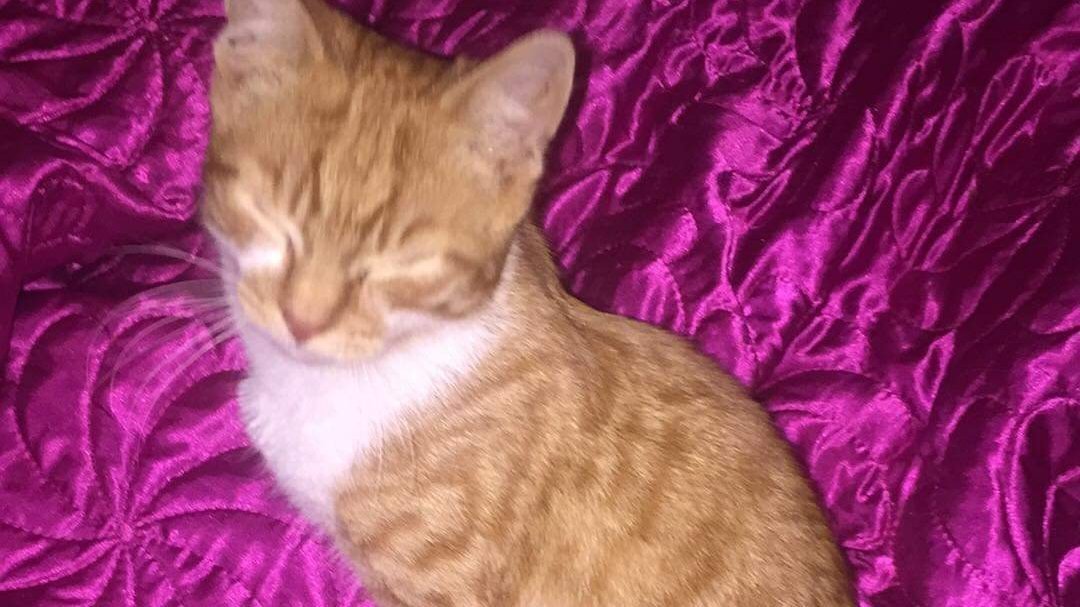 Petition · Deceased cats to be reported ·