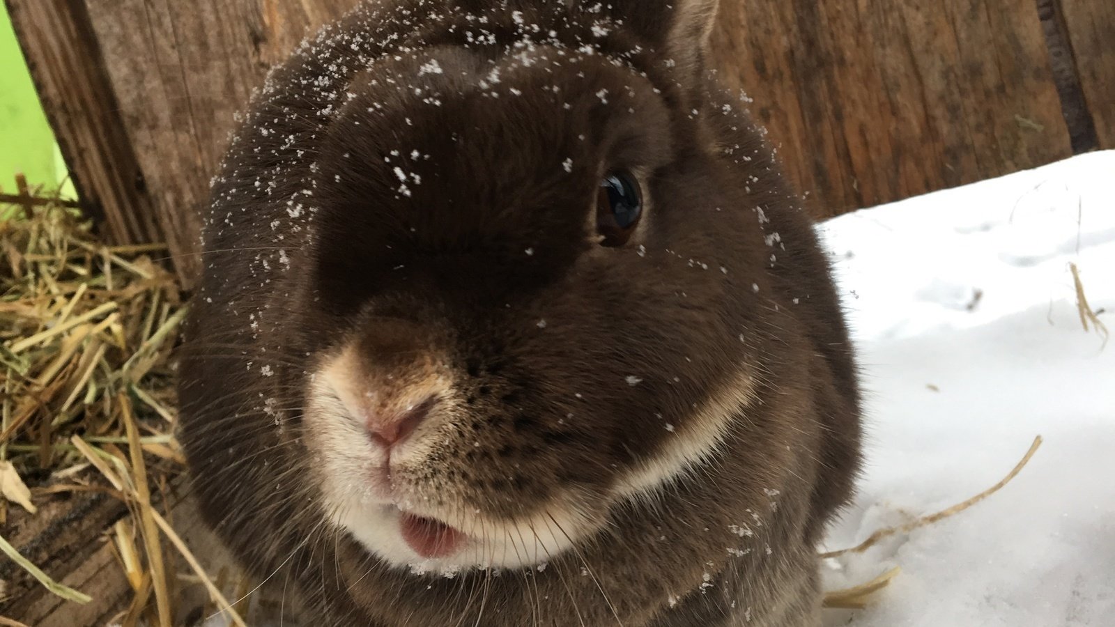 Petition · Help Brileigh get a bunny ·